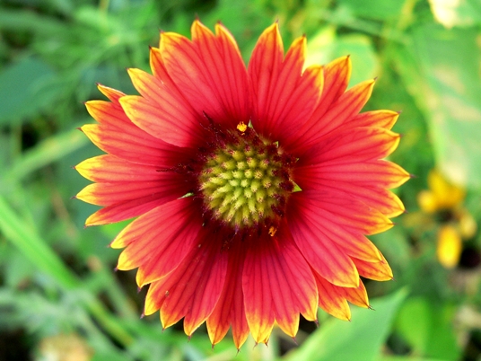 {Gaillardia pulchella}